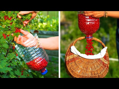 Garden Hacks for Beginners