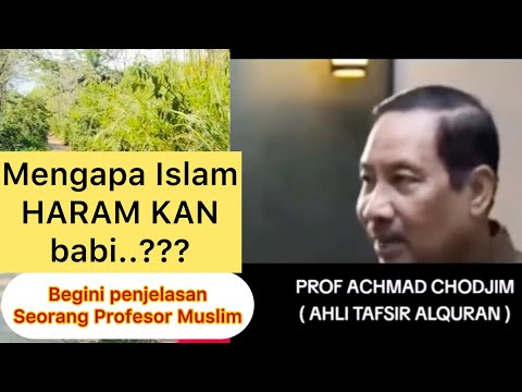 Sejarah mengapa Babi haram di Islam? Inilah penjelasan Prof Muslim
