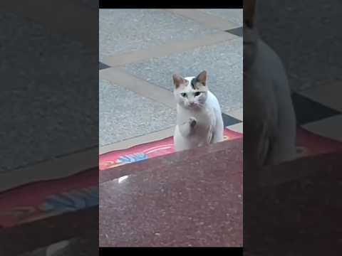 แมวเรียกนุดหรอ…😸😂🤣 #ตลก #คลายเครียด #funny #comedy #entertainment #shorts #ขำ