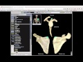 Human Skeletal Anatomy Questions