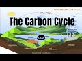 Exploring the Steps of the Carbon Cycle