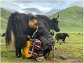 Pastoralism and Adaptive Strategies