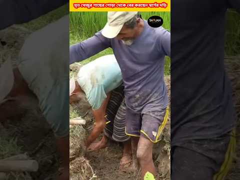 মৃত খেজুর গাছের গোড়া থেকে বের হচ্ছে স্বর্ণের দড়ি|A golden rope is coming out  the root|😱😱#shorts