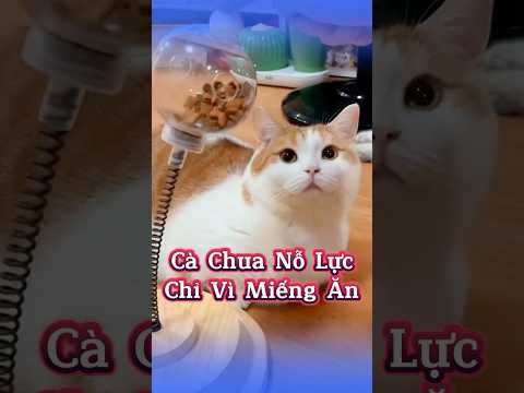 ✅🐱 Cà Chua Ham Ăn Không Chịu Khuất Phục #MèoÚỚ #ChóMèo #ThúCưngLầyLội #ChóMèoDrama