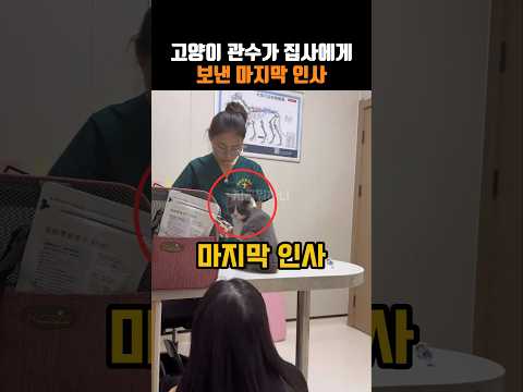 고양이 관수가 집사에게 보낸 마지막 인사