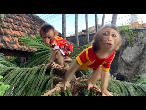 Funny reaction couple Baby Monkey Loan & Money Day 2 at Big D House