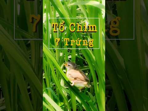 Tìm Tổ Chim Lạ 7 Trứng Phần 1- Yêu Chim Cảnh