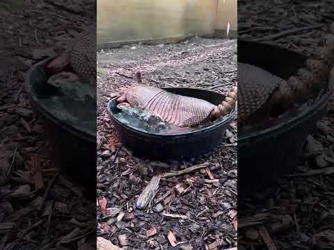 Tatu galinha tomando banho.