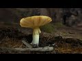 Understanding Ecosystems and Human Impact