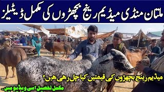 Multan Mandi Bachray 2025 | Medium Range Janwaron Ki Qeemat Aur Chanday Ki Asliyat