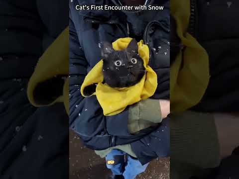 Mother's love 🥺🐾🥰                     #cute  #cat #snow #moments  #jayslimmzypetsworld