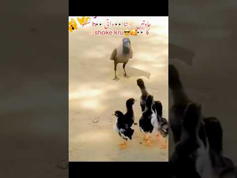 Beautiful Aseel Chicks one month 🐣#shorts #chicks #viralvideo #aseel