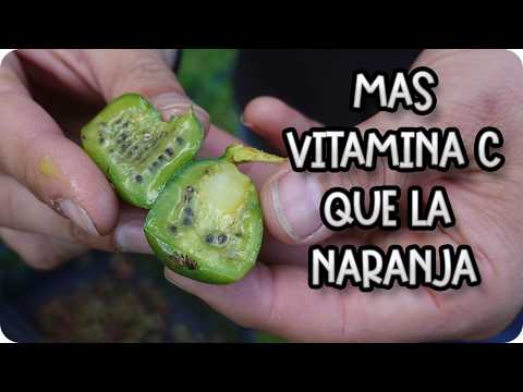 Mini Kiwi: La Súper Fruta con 8 Veces Más Vitamina C que la Naranja 🥝 || La Huertina De Toni