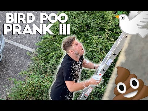 CRAZY SEAGULL POOPS ON MY BRO