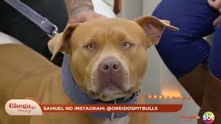 DPK O REI DOS PITBULLS NO SBT #dogtraining #dogcoach #pitbull #cachorros #noticias 