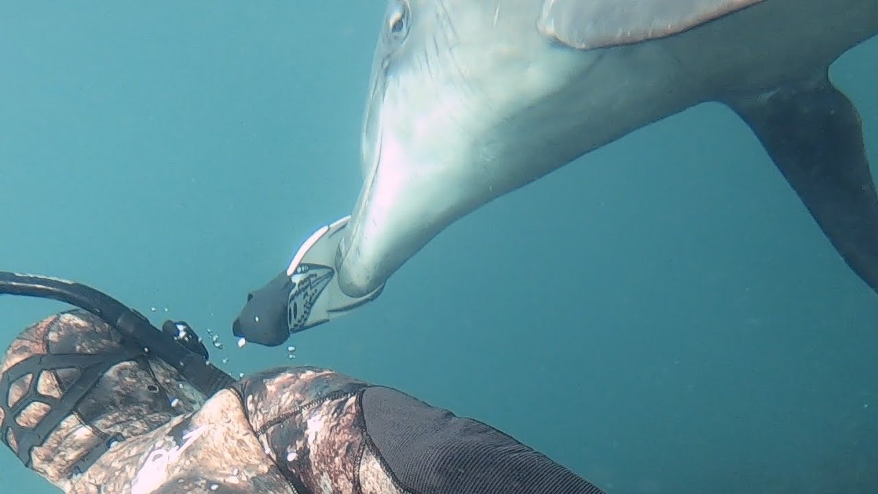 Dolphin does something amazing – Freediving in Ireland