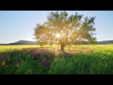 早晨音樂 | 世界上最好聽的純音樂！值得你單曲圈的輕音樂合輯！ - 舒服鋼琴讓你很快靜下心來,早晨正能量音乐,治療音樂冥想舒緩按摩,美麗的鳥鳴與流水 🌼🌞🌻🌻