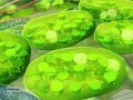 Exploring Plant Cell Organelles