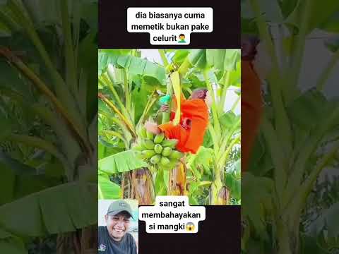 Tidak untuk ditiru ya gaesya