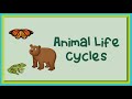 Exploring Animal Life Cycles