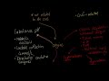 Muscle Physiology and Metabolism Concepts
