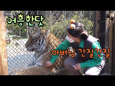 "교감이란 바로 이런 것!" 이지연 사육사와 아빠호랑이 태호의 엄청 신기한 티키타카! ★태범 무궁 남매와 오둥이 아빠의 세상 멋진 어흥소리와 주사맞는 연습★