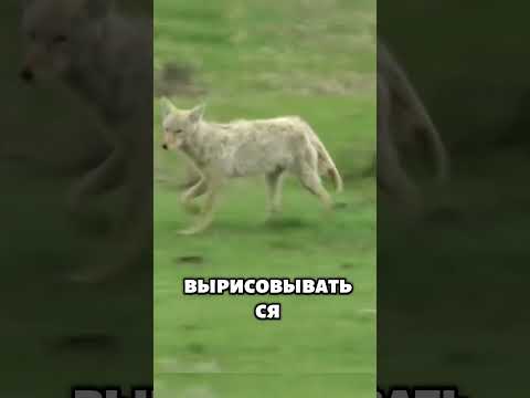Хитрый волк и смелая мать битва за телёнка 🐺🛡️ #животные