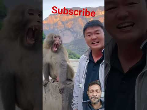 🤣🍌 "When Monkey Becomes a Stand-Up Comedian!" #MonkeyComedy #LaughOutLoud