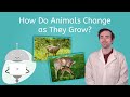 Frog Life Cycle and Oviparous Animals