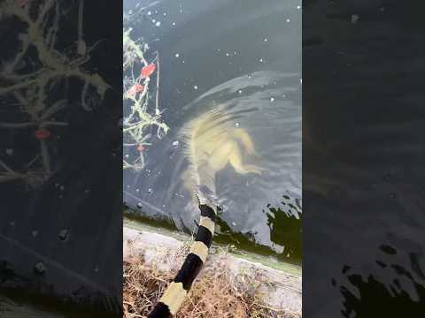 Green Iguana Plays Dead UNDER WATER!!!