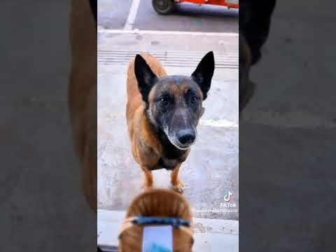 Wise Dog#trendingvideo#dog#viralvideo #entertainment#anime #animals