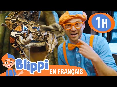 Blippi nourrit et joue avec les animaux au zoo | Blippi en français | Vidéos éducatives pour enfants