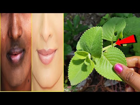 1 முறை இந்த இலை வச்சு முகத்தில் இப்படி பண்ணுங்க | beauty tips in tamil | How To Become Fair,