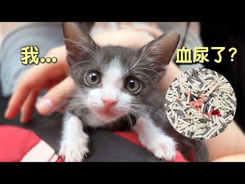 醫生驚：這麼小的貓就血尿？絕對不要和奶貓一起睡｜傲嬌爸的養貓日常