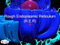 Exploring the Structure and Function of the Endoplasmic Reticulum