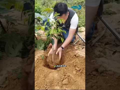 زراعة المانجو في لصينية