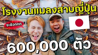 (ENG) คนไทยคนแรก! บุกโรงงานแมลงสาบญี่ปุ่น 600,000 ตัว! (อ้วกจะแตก!!) 🇯🇵