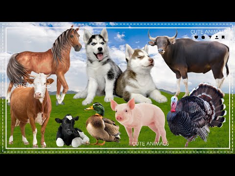 Wild Animal Sounds In Peaceful: Horse, Husky, Buffalo, Cow, Duck, Pig, Pheasant - Cute Animal