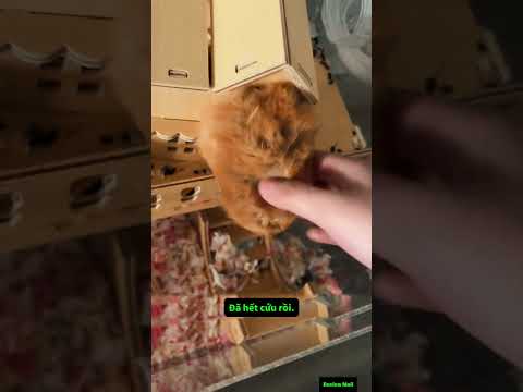 trường hợp này còn cứu được không P16