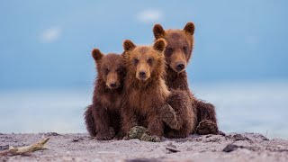 Soothing Violin & Cello in Russia’s Wild Beauty 🌲 Scenic Relaxation Music