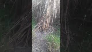 sistema bruto com americanos peje murcego e martelo