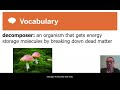 Cellular Respiration and Ecosystem Dynamics