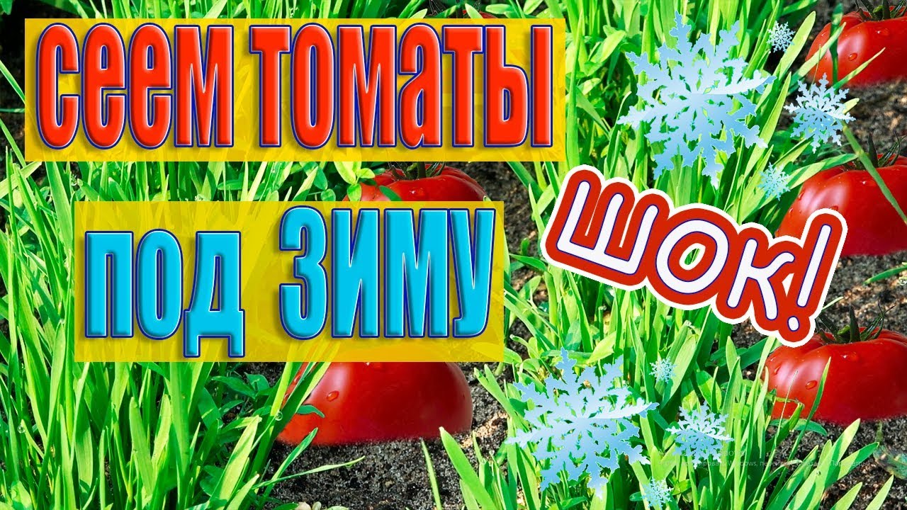 Невероятно новый способ - посадка томатов осенью под зиму