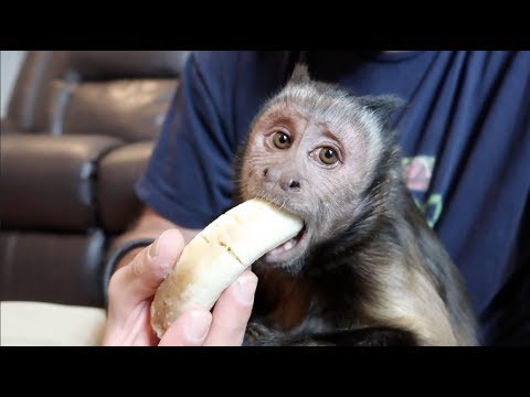 Capuchin Monkey & Mushy Banana (PART 3)