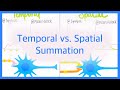 Neurotransmitter Summation Concepts