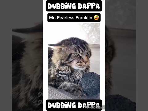 Vennira Venus ๐คฃ #funny #shorts #dog #cat #shortsfeed #funnyanimals #dubbingdappa #pets #cats #dogs