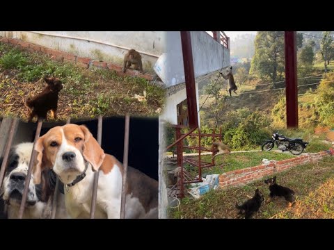 gaw valo ki request par khola 🥱bandaro ne machaya aatank⚠️🚨 #dogvlogger #petvlogs #dogvideos