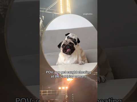 BUSTED big time 😳😂 #pug #dog #funny