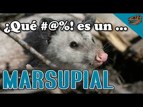 ¿Qué #@%! es un marsupial? + El origen de la piel glandular en sinápsidos