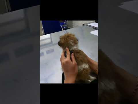 "Rescate de Perrito: De la Calle al Amor en Breve"